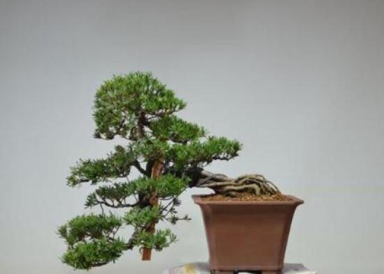 羅漢松盆景怎么養(yǎng)，老農(nóng)總結(jié)八大養(yǎng)殖方法