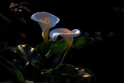 馬蹄蓮種植方法和時(shí)間，秋季播種最為適宜