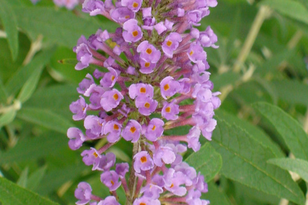 風信子什么時候開花