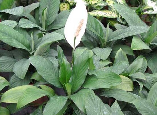 一帆風(fēng)順蔫了怎么補(bǔ)救，四種原因以及補(bǔ)救辦法