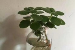 碰碰香可以水培嗎，可以水培并且日常管理更加簡單