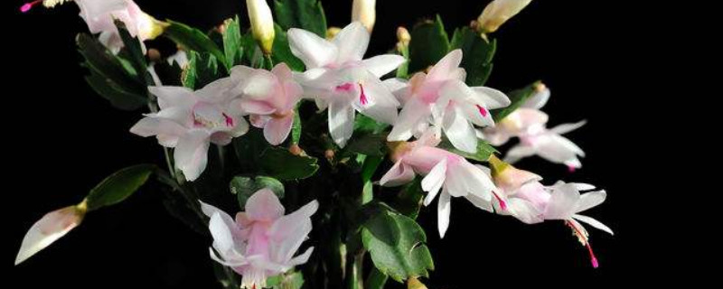 蟹爪蘭夏天怎么養(yǎng)護(hù)