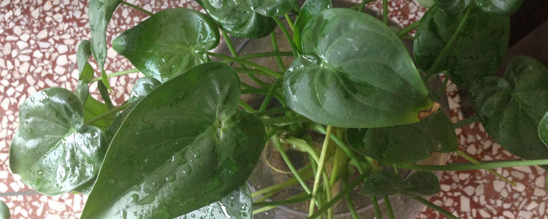 滴水觀(guān)音與尖尾芋的區(qū)別