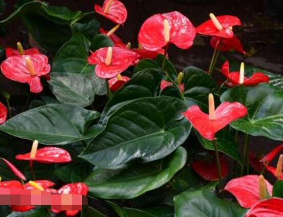 紅掌的作用有哪些，凈化空氣、陶冶情操、五行轉(zhuǎn)化