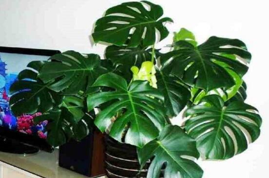 龜背竹吸甲醛嗎，能吸/可除去室內(nèi)90%甲醛