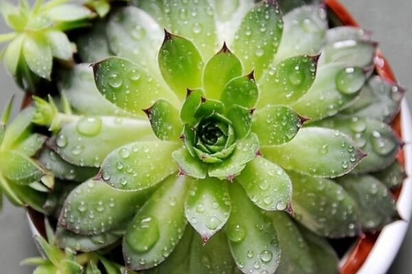 寶石花和觀音蓮的區(qū)別，詳細(xì)介紹葉子和花朵的不同