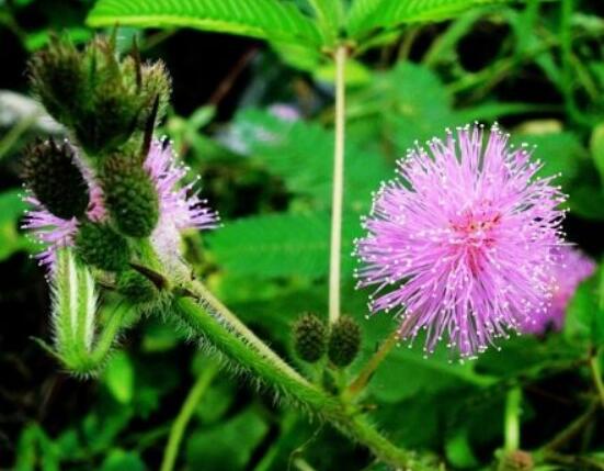 含羞草有什么功能，趣味性十足、預(yù)測天氣、凈化空氣