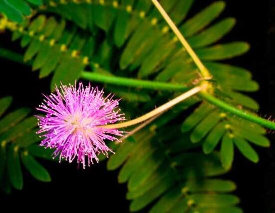 養(yǎng)含羞草對(duì)人體有害嗎，含有輕微的毒性/無(wú)害(放心養(yǎng)殖)