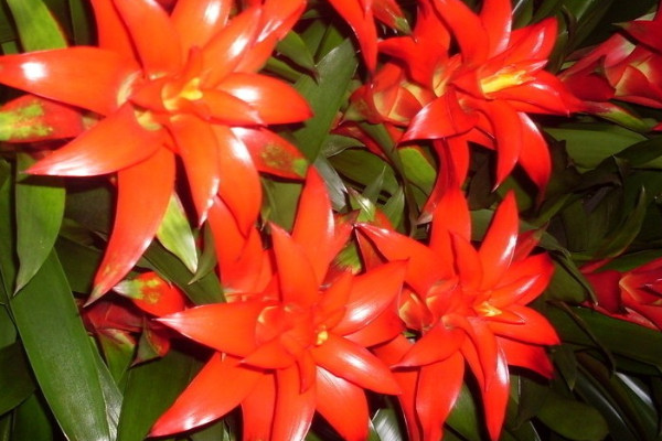 鴻運(yùn)當(dāng)頭無(wú)根能活嗎