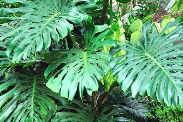 龜背竹冬天怎么養(yǎng)護(hù)