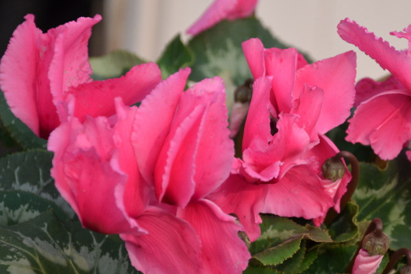 仙客來(lái)秋天什么時(shí)候發(fā)芽