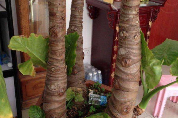 滴水觀音為什么會(huì)滴水