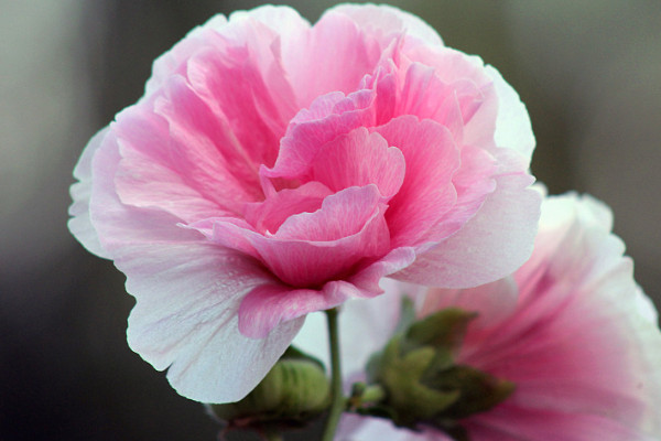 芙蓉花冬季能生長(zhǎng)嗎