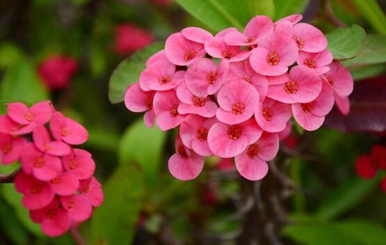 虎刺梅能放臥室嗎，不適合放置的4種原因