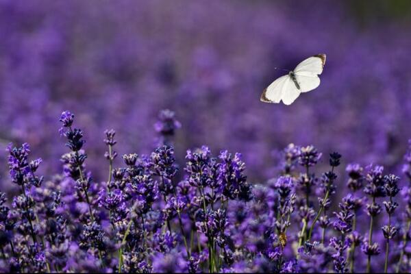 薰衣草花語和象征意義，象征著愛情與友情