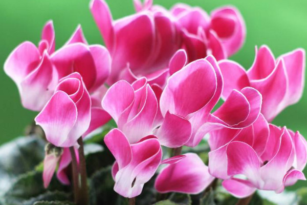 仙客來會(huì)結(jié)種子嗎