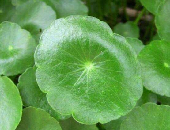 銅錢草水培變黃怎么辦，做好六大要點變得青翠碧綠