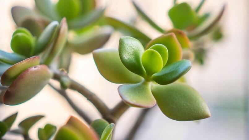 玉樹花和燕子掌的區(qū)別，葉片上的3處不同