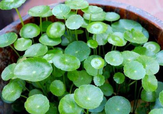 銅錢草的養(yǎng)殖方法和注意事項，老農(nóng)總結(jié)八大基本方法