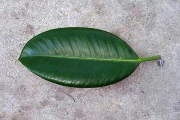 橡皮樹(shù)葉子怎么扦插，只需要簡(jiǎn)單的幾步即可完成