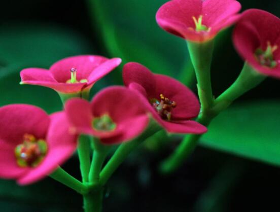 虎刺梅擺放風(fēng)水，陽臺與庭院風(fēng)水寓意最好(避兇化煞)