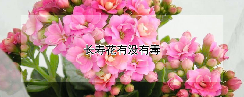 長(zhǎng)壽花有沒有毒