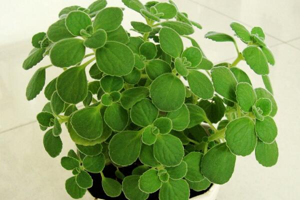 碰碰香有毒嗎，無毒但部分人對香味過敏