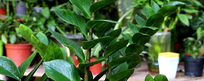 金錢(qián)樹(shù)秋天可以換盆嗎