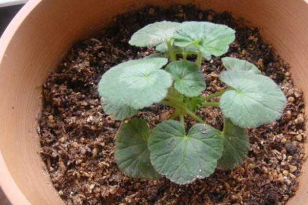 天竺葵結(jié)種子嗎