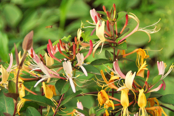 金銀花怎么才能開(kāi)花