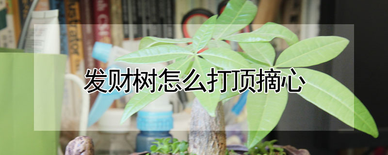 發(fā)財樹怎么打頂摘心