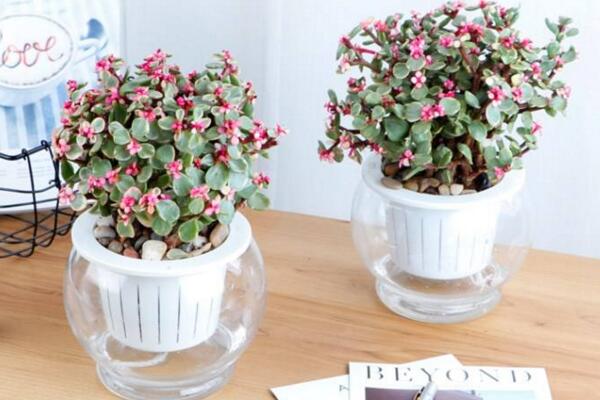 雅樂之舞可以水培嗎，水培日常管理更加方便