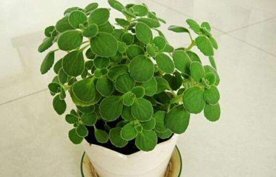 碰碰香放臥室可以嗎，可以/醒腦提神、凈化空氣、驅(qū)趕蚊蟲(chóng)