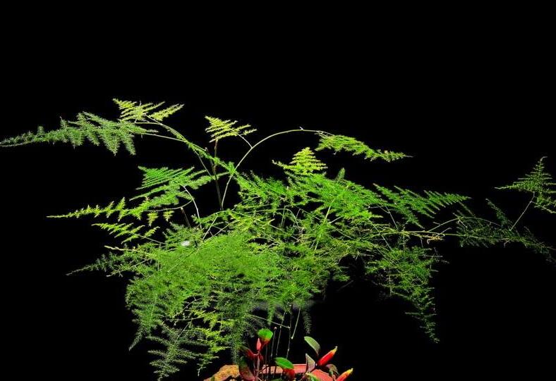 為什么家里不能養(yǎng)文竹，這是不科學的理論