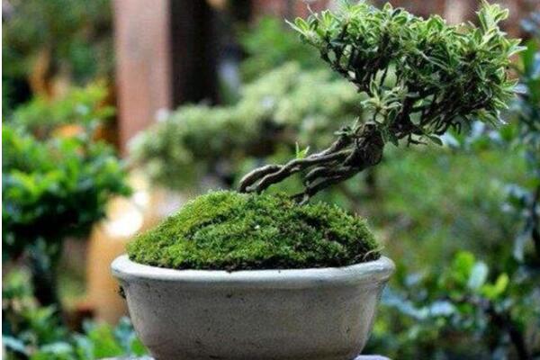 六月雪用什么盆好，青釉最好、紫砂備選