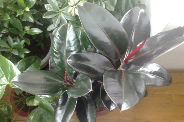 橡皮樹怎么繁殖，播種/扦插/壓條/水培繁殖等