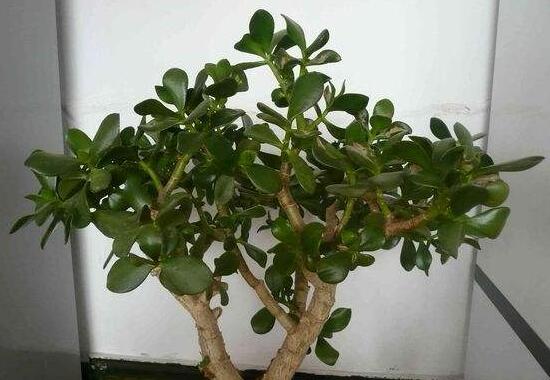 燕子掌的修剪方法，保留主枝反復摘心(春秋生長期)