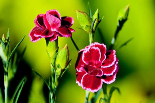 康乃馨春天播種什么時候開花