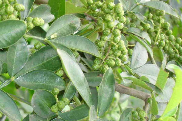 青花椒什么時(shí)候采摘最合適