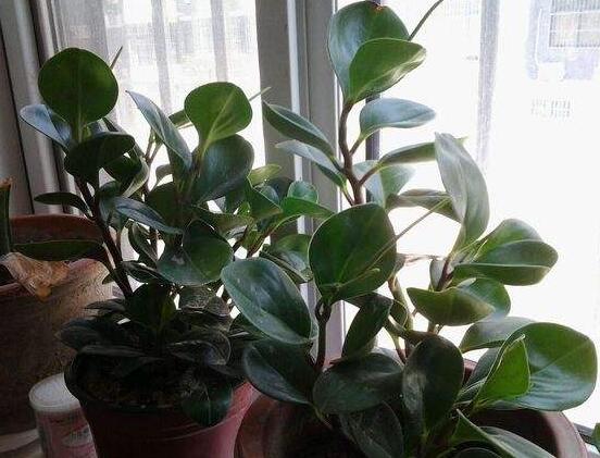 碧玉花有毒嗎，碧玉花可以養(yǎng)在室內(nèi)嗎