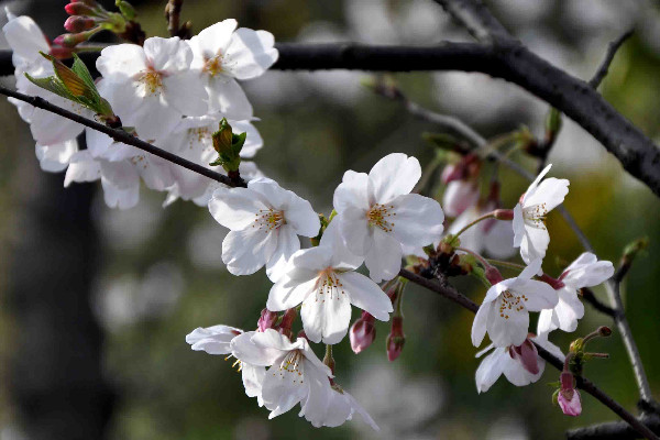 櫻花樹栽培技術(shù)與管理