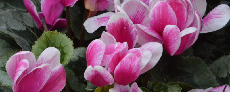 仙客來(lái)的花越來(lái)越小是什么回事