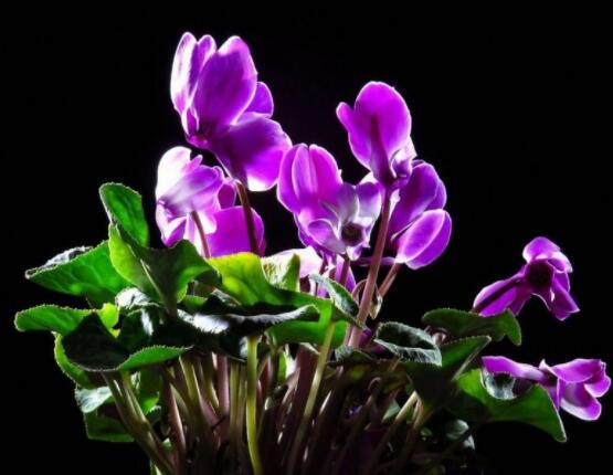 仙客來葉子嚴(yán)重發(fā)黃，老農(nóng)總結(jié)最直觀三種解決辦法