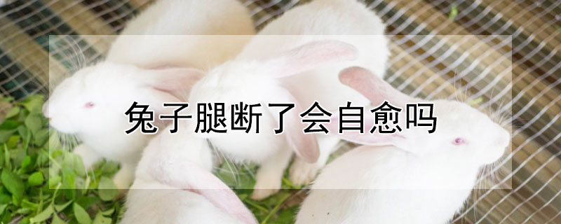 兔子腿斷了會(huì)自愈嗎