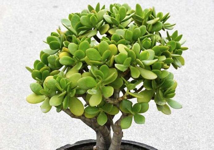 玉樹盆景怎么養(yǎng)，茁壯成長(zhǎng)的四大養(yǎng)殖技巧