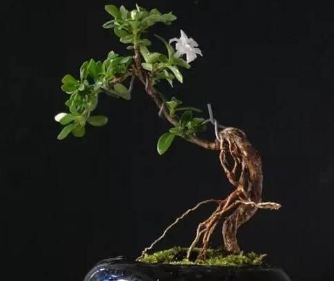 六月雪樹葉發(fā)黑怎么辦，找清原因及時救治（三種原因及解決方法）