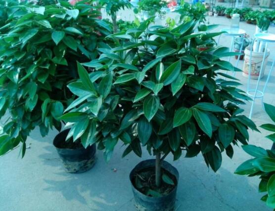 平安樹好養(yǎng)嗎，教你簡(jiǎn)單四種養(yǎng)殖方法/闔家幸福、萬事如意