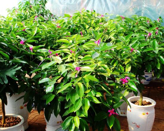 平安樹(shù)開(kāi)花嗎，平安樹(shù)養(yǎng)多久可以開(kāi)花