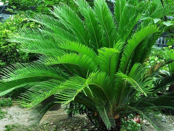 養(yǎng)鐵樹有什么忌諱，沖擊財(cái)運(yùn)與福運(yùn)/戀愛結(jié)婚難