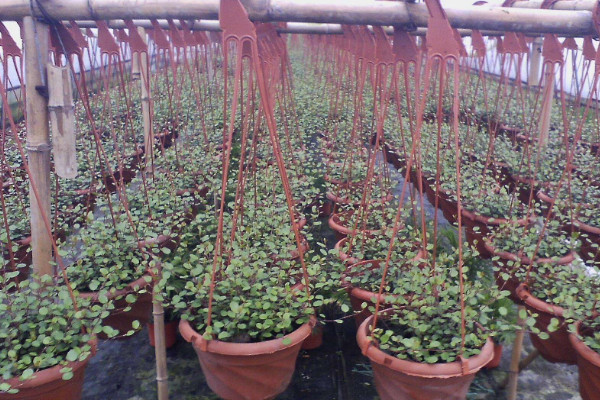 千葉吊蘭怎么養(yǎng)才能更旺盛